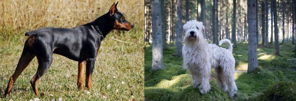 Soft-Coated Wheaten Terrier vs German Pinscher - Breed Comparison