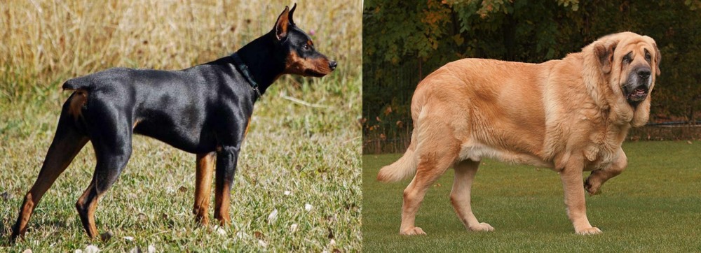 Spanish Mastiff vs German Pinscher - Breed Comparison