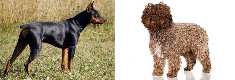 Spanish Water Dog vs German Pinscher - Breed Comparison