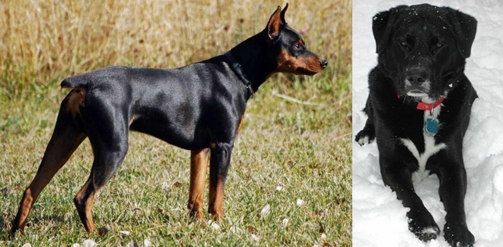 St. John's Water Dog vs German Pinscher - Breed Comparison