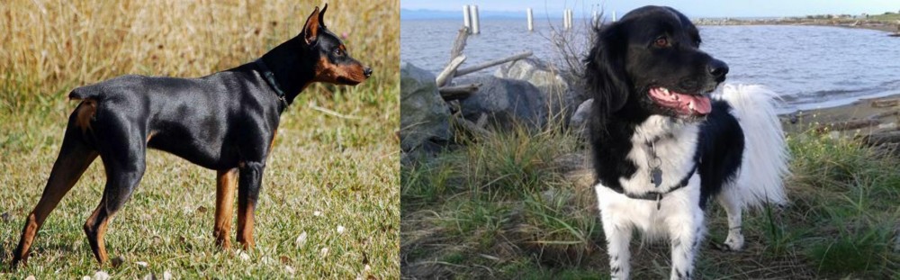 Stabyhoun vs German Pinscher - Breed Comparison