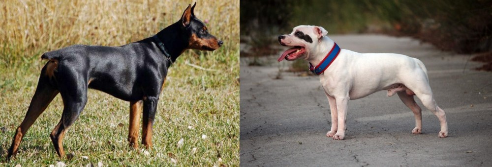 Staffordshire Bull Terrier vs German Pinscher - Breed Comparison