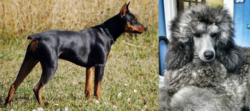 Standard Poodle vs German Pinscher - Breed Comparison