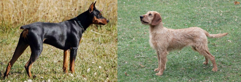 Styrian Coarse Haired Hound vs German Pinscher - Breed Comparison