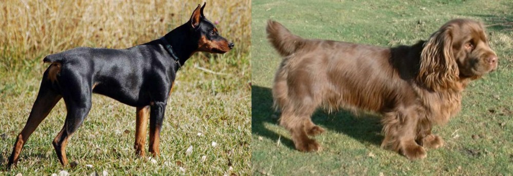 Sussex Spaniel vs German Pinscher - Breed Comparison