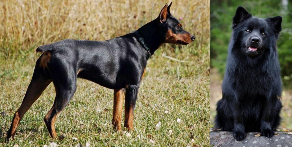 Swedish Lapphund vs German Pinscher - Breed Comparison