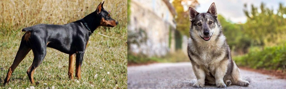 Swedish Vallhund vs German Pinscher - Breed Comparison