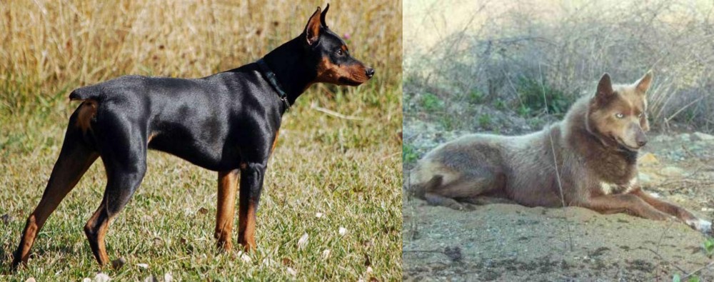 Tahltan Bear Dog vs German Pinscher - Breed Comparison