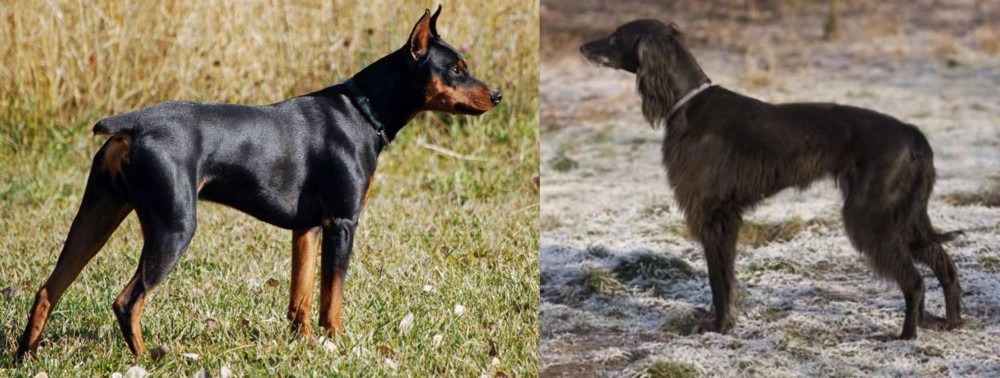 Taigan vs German Pinscher - Breed Comparison
