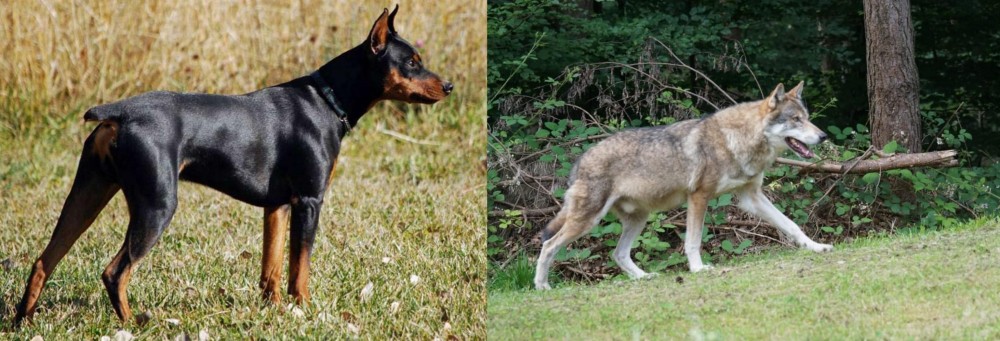 Tamaskan vs German Pinscher - Breed Comparison