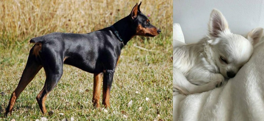 Tea Cup Chihuahua vs German Pinscher - Breed Comparison