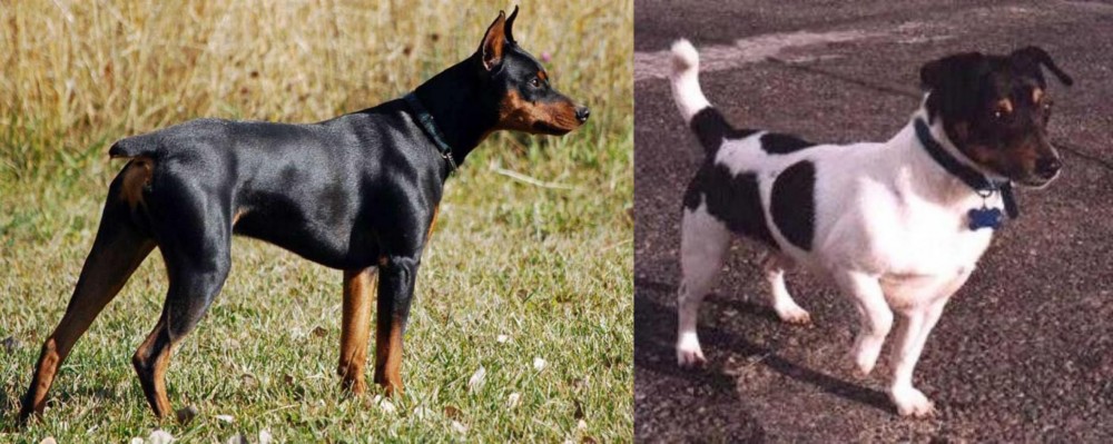 Teddy Roosevelt Terrier vs German Pinscher - Breed Comparison