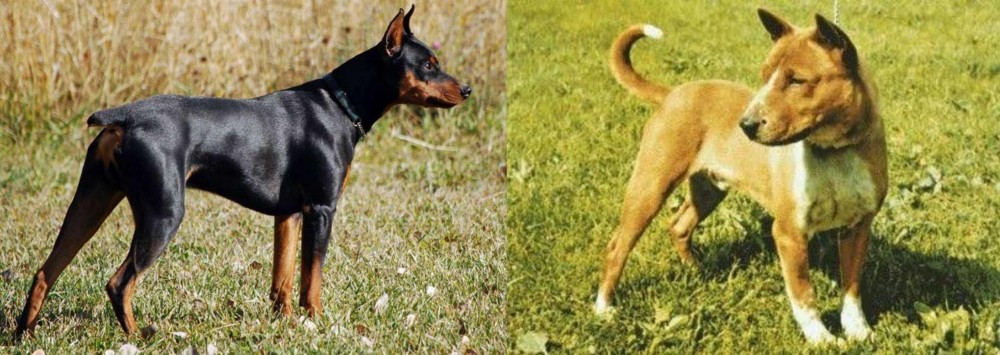 Telomian vs German Pinscher - Breed Comparison