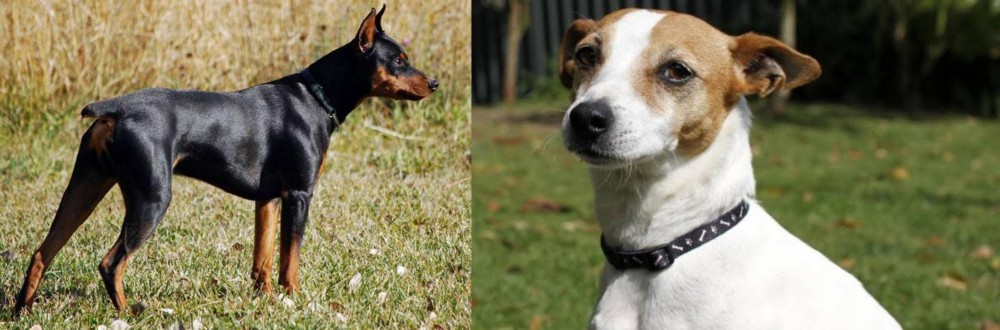 Tenterfield Terrier vs German Pinscher - Breed Comparison