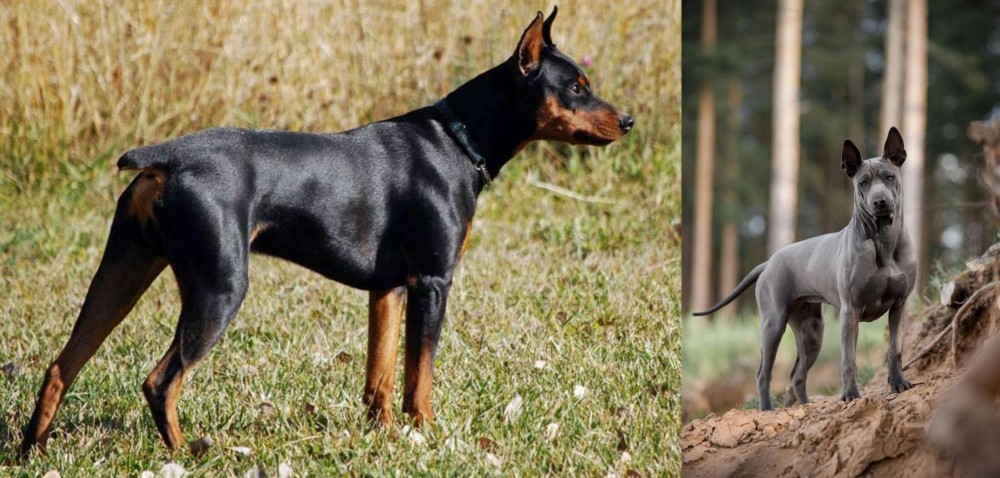 Thai Ridgeback vs German Pinscher - Breed Comparison