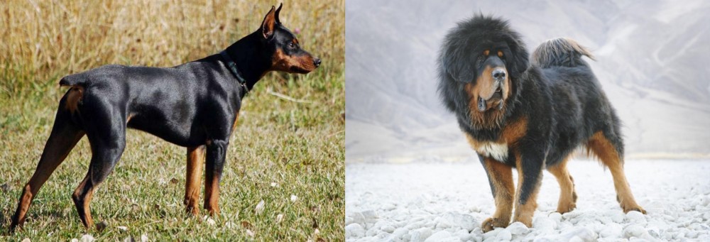 Tibetan Mastiff vs German Pinscher - Breed Comparison