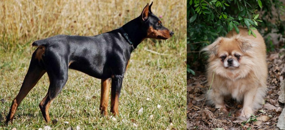 Tibetan Spaniel vs German Pinscher - Breed Comparison
