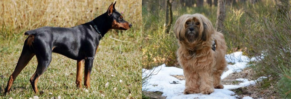 Tibetan Terrier vs German Pinscher - Breed Comparison