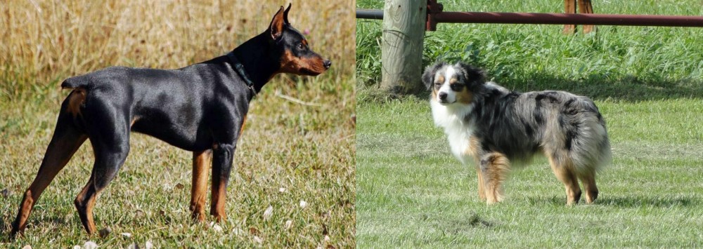Toy Australian Shepherd vs German Pinscher - Breed Comparison