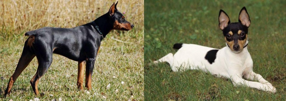 Toy Fox Terrier vs German Pinscher - Breed Comparison