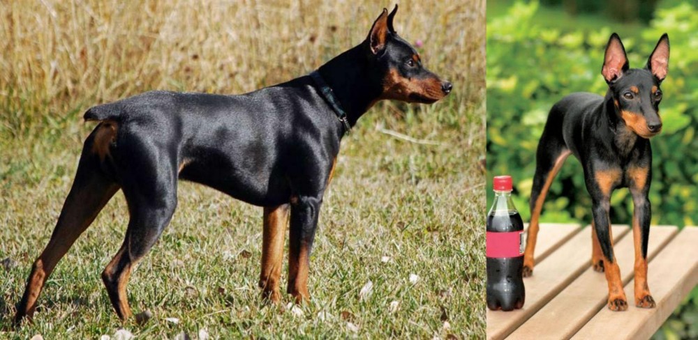 Toy Manchester Terrier vs German Pinscher - Breed Comparison