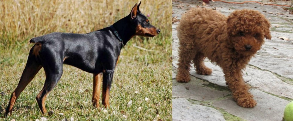 Toy Poodle vs German Pinscher - Breed Comparison