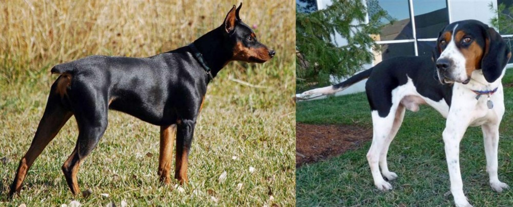 Treeing Walker Coonhound vs German Pinscher - Breed Comparison