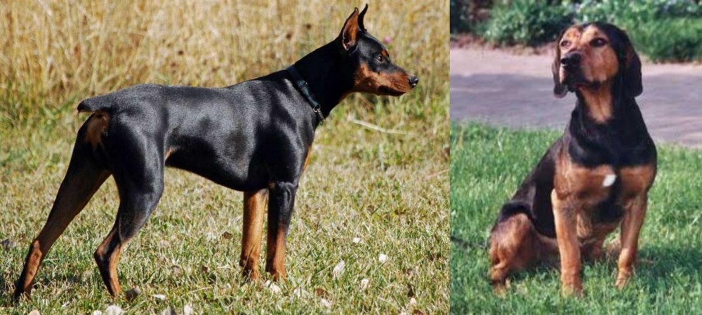 Tyrolean Hound vs German Pinscher - Breed Comparison