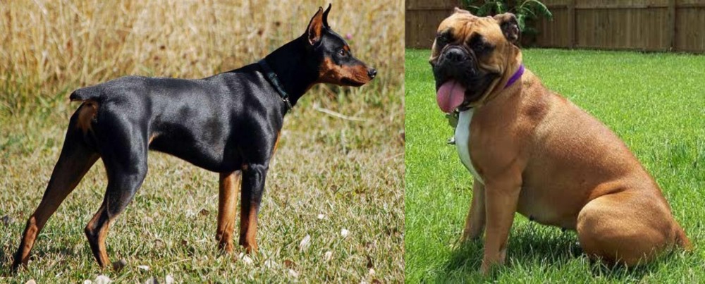 Valley Bulldog vs German Pinscher - Breed Comparison
