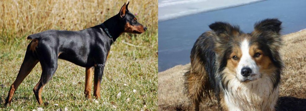 Welsh Sheepdog vs German Pinscher - Breed Comparison
