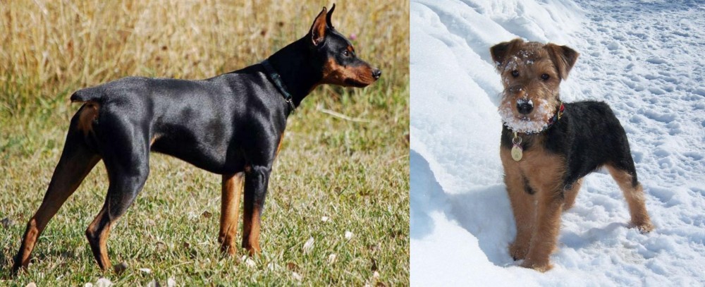 Welsh Terrier vs German Pinscher - Breed Comparison