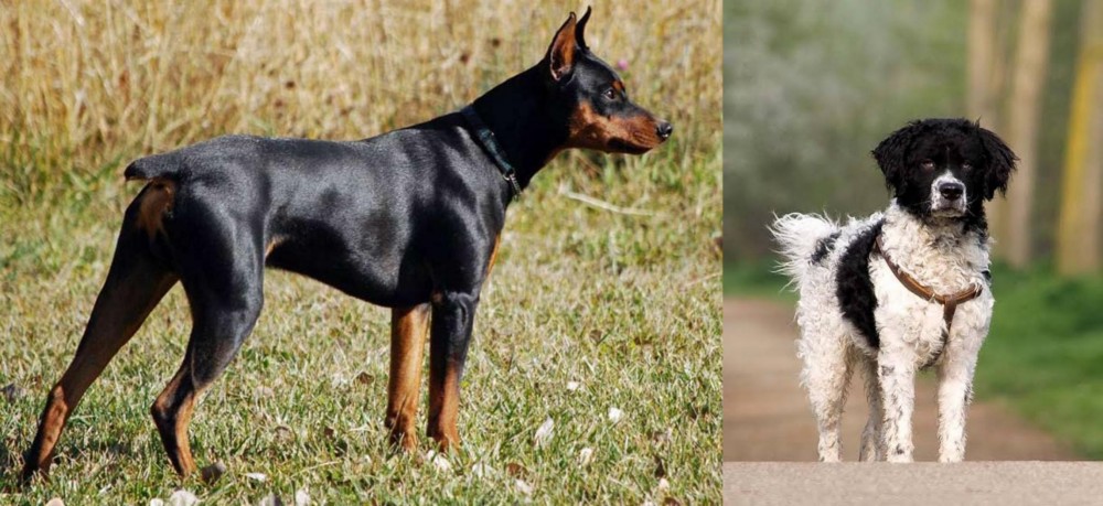 Wetterhoun vs German Pinscher - Breed Comparison