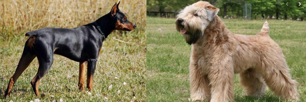 Wheaten Terrier vs German Pinscher - Breed Comparison