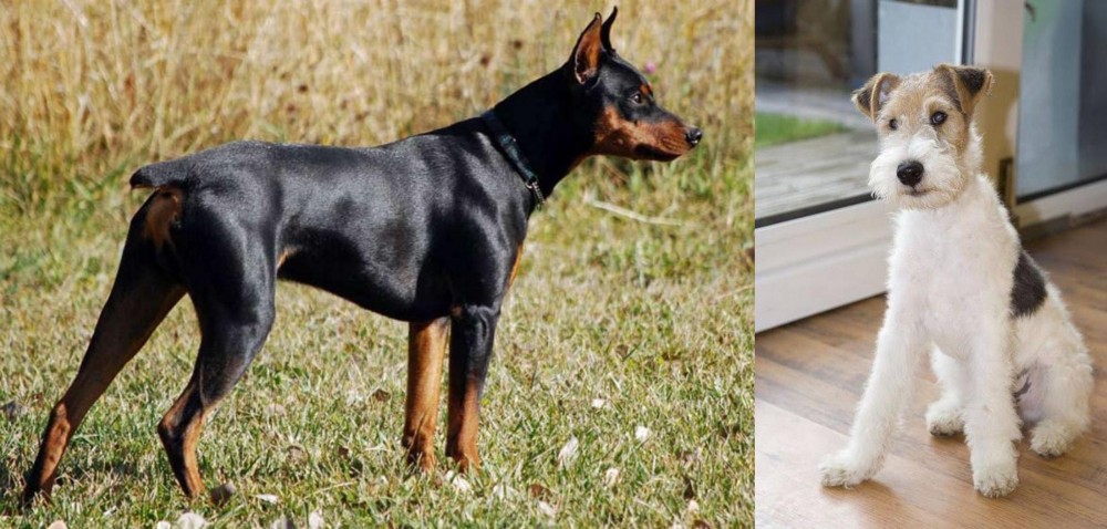 Wire Fox Terrier vs German Pinscher - Breed Comparison