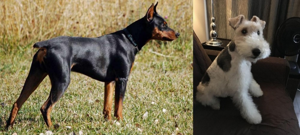 Wire Haired Fox Terrier vs German Pinscher - Breed Comparison