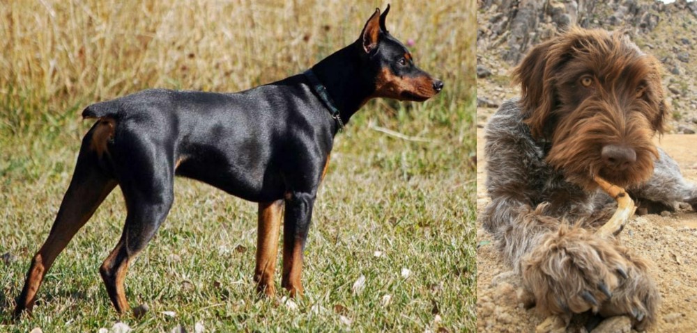 Wirehaired Pointing Griffon vs German Pinscher - Breed Comparison