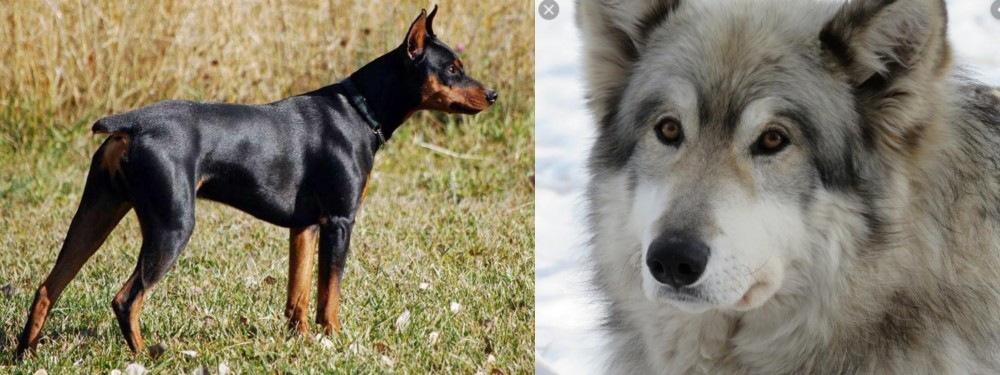 Wolfdog vs German Pinscher - Breed Comparison