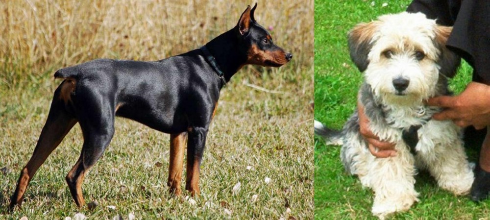 Yo-Chon vs German Pinscher - Breed Comparison