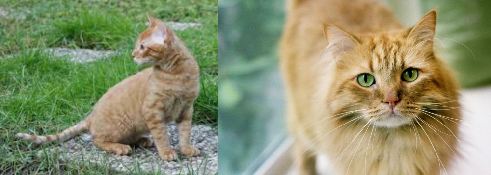 Ginger Tabby vs German Rex - Breed Comparison