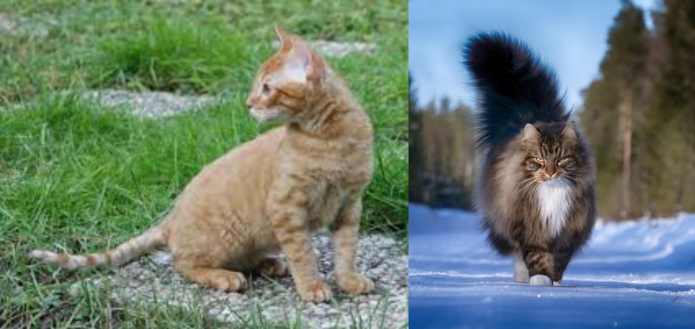 Norwegian Forest Cat vs German Rex - Breed Comparison
