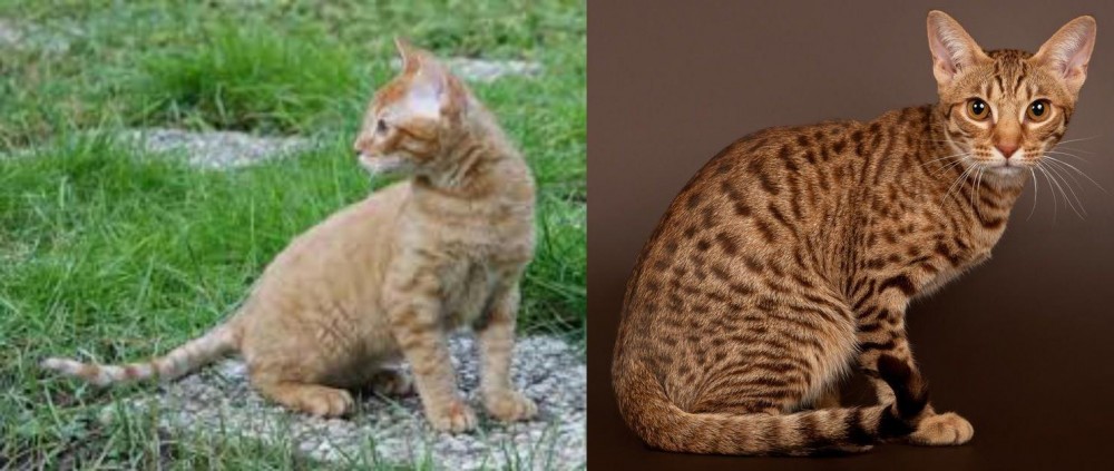 Ocicat vs German Rex - Breed Comparison
