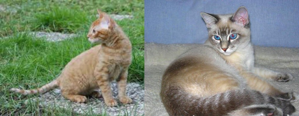 Tiger Cat vs German Rex - Breed Comparison