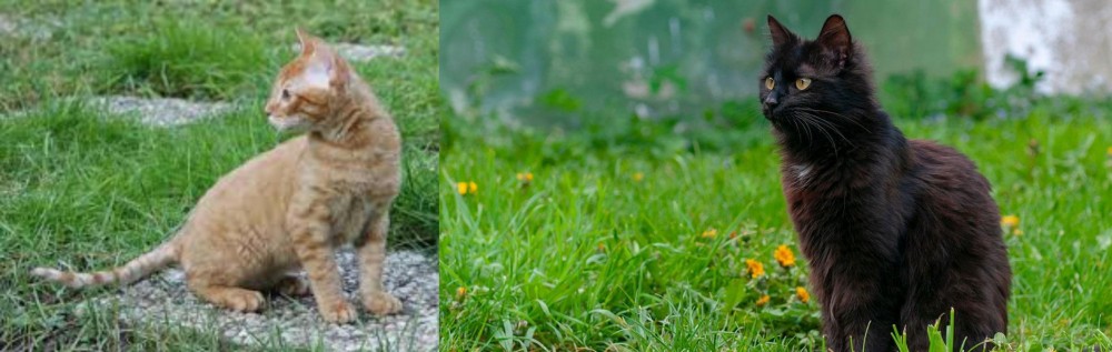 York Chocolate Cat vs German Rex - Breed Comparison
