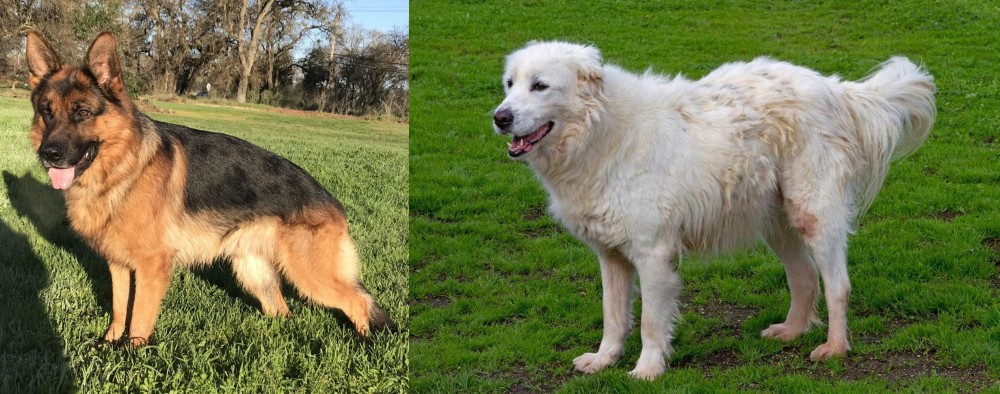 Abruzzenhund vs German Shepherd - Breed Comparison
