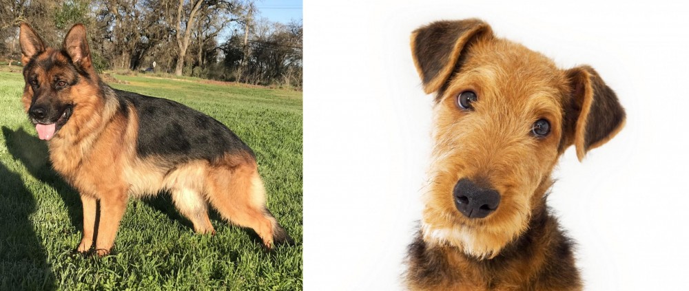 Airedale Terrier vs German Shepherd - Breed Comparison