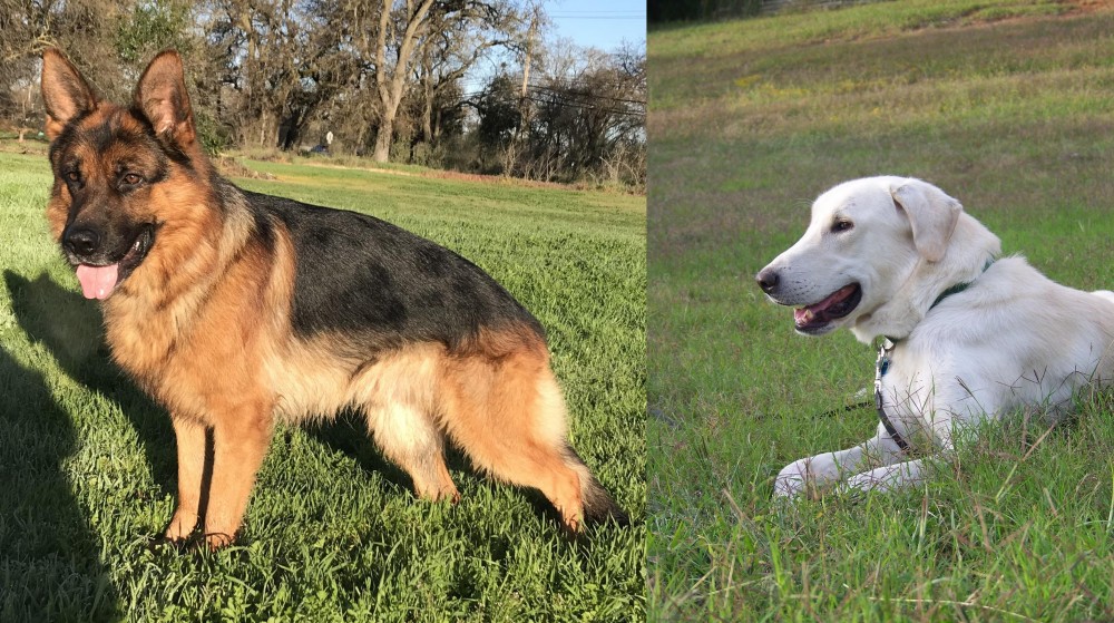 Akbash Dog vs German Shepherd - Breed Comparison