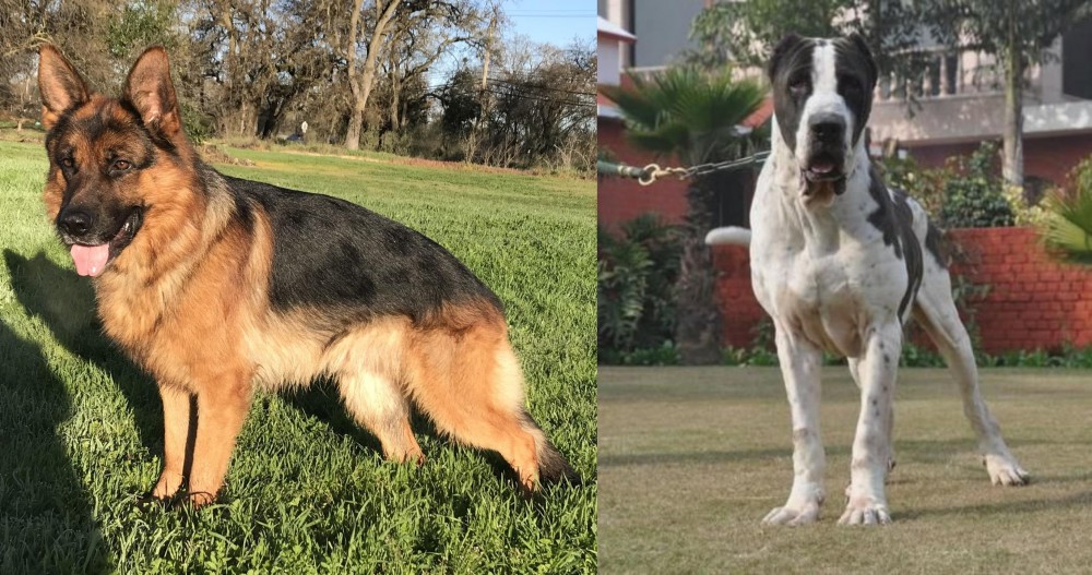 Alangu Mastiff vs German Shepherd - Breed Comparison