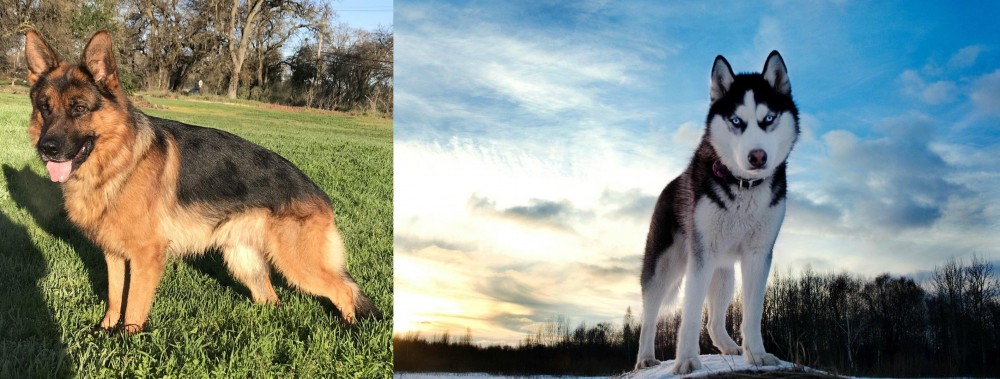 Alaskan Husky vs German Shepherd - Breed Comparison