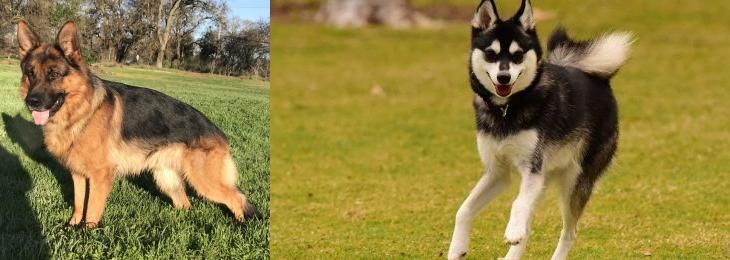 Alaskan Klee Kai vs German Shepherd - Breed Comparison