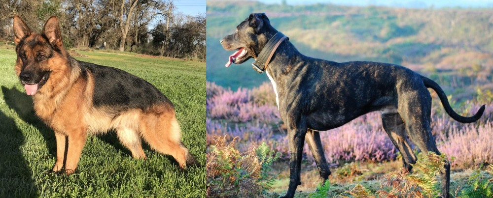 Alaunt vs German Shepherd - Breed Comparison